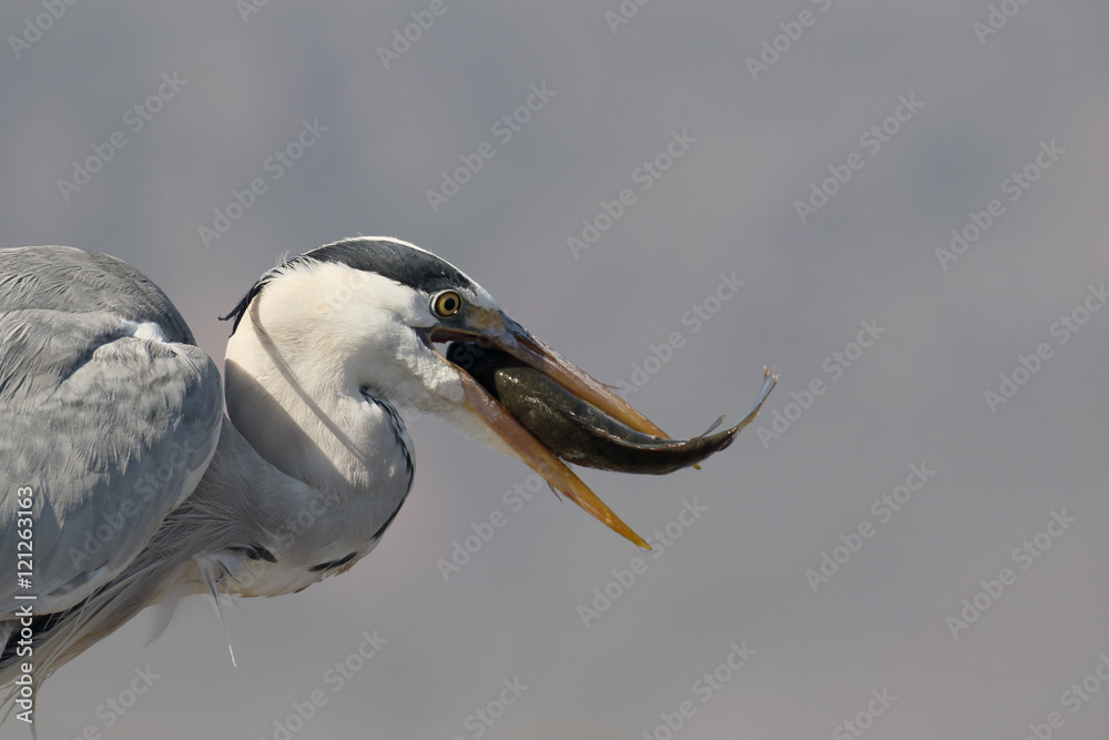 Fototapeta premium Grey heron, Ardea cinerea