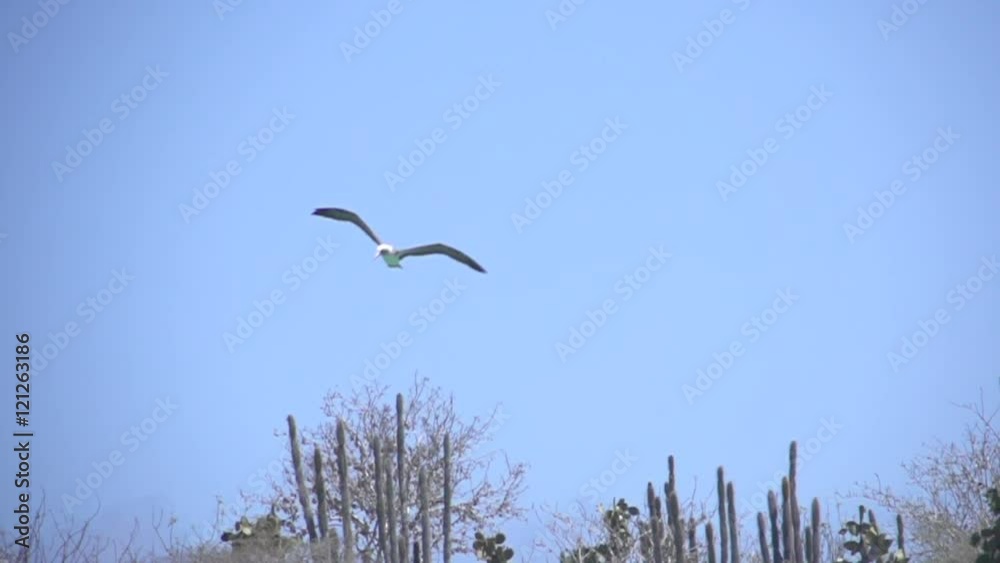Blue footed booby flying in slow motion, Galapagos Islands, Ecuador