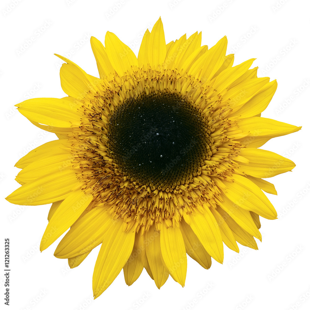 Naklejka premium Yellow Sunflower Isolated on white Background