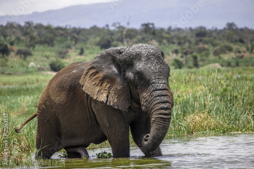 Old Elephant Bull in Lake Akagera