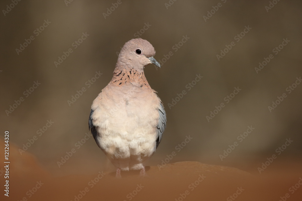 Laughing or palm dove, Streptopelia senegalensis, Laughing or palm dove, Streptopelia senegalensis,