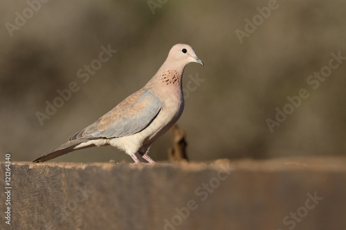 Laughing or palm dove, Streptopelia senegalensis,