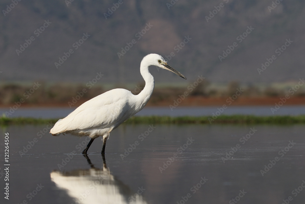 Little egret, Egretta garzetta Little egret, Egretta garzetta