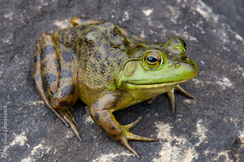 Obraz premium Bull Frog