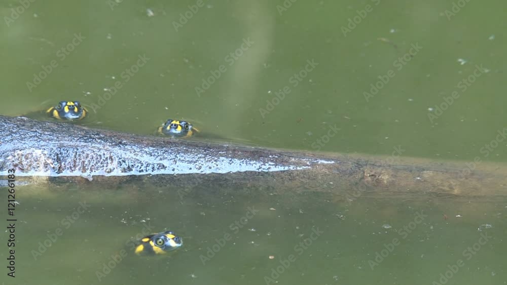 Amazon turtle,Amazon Amazon turtle,Amazon