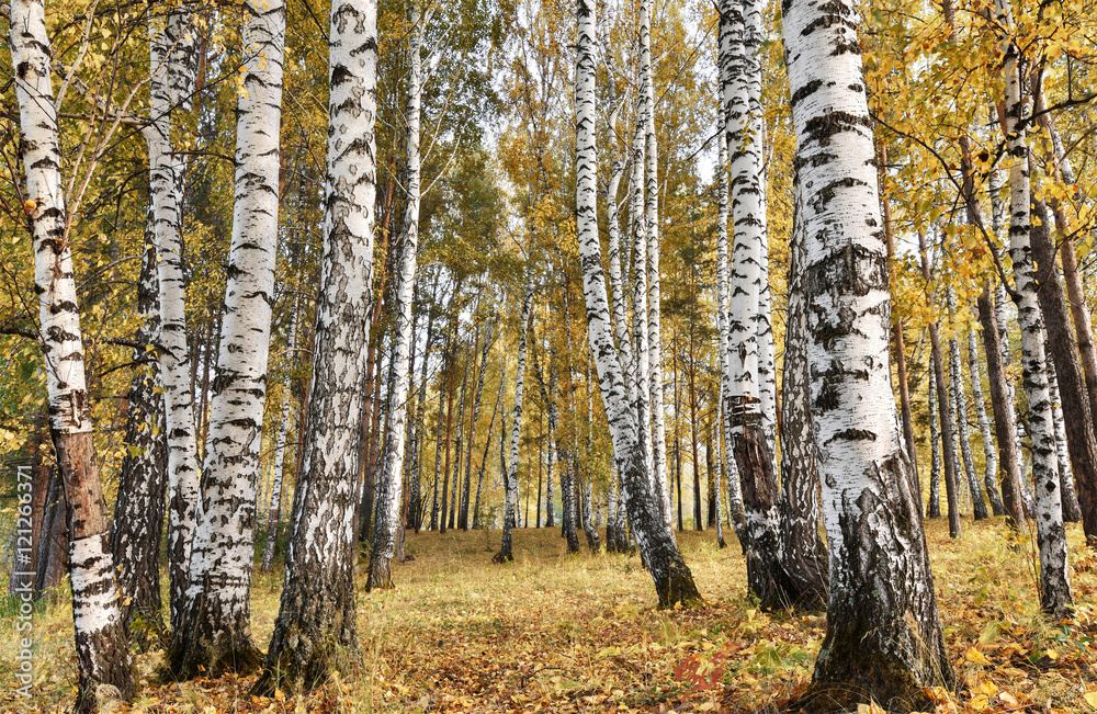 Obraz premium Birch grove with yellow leaves in cloudy autumn day