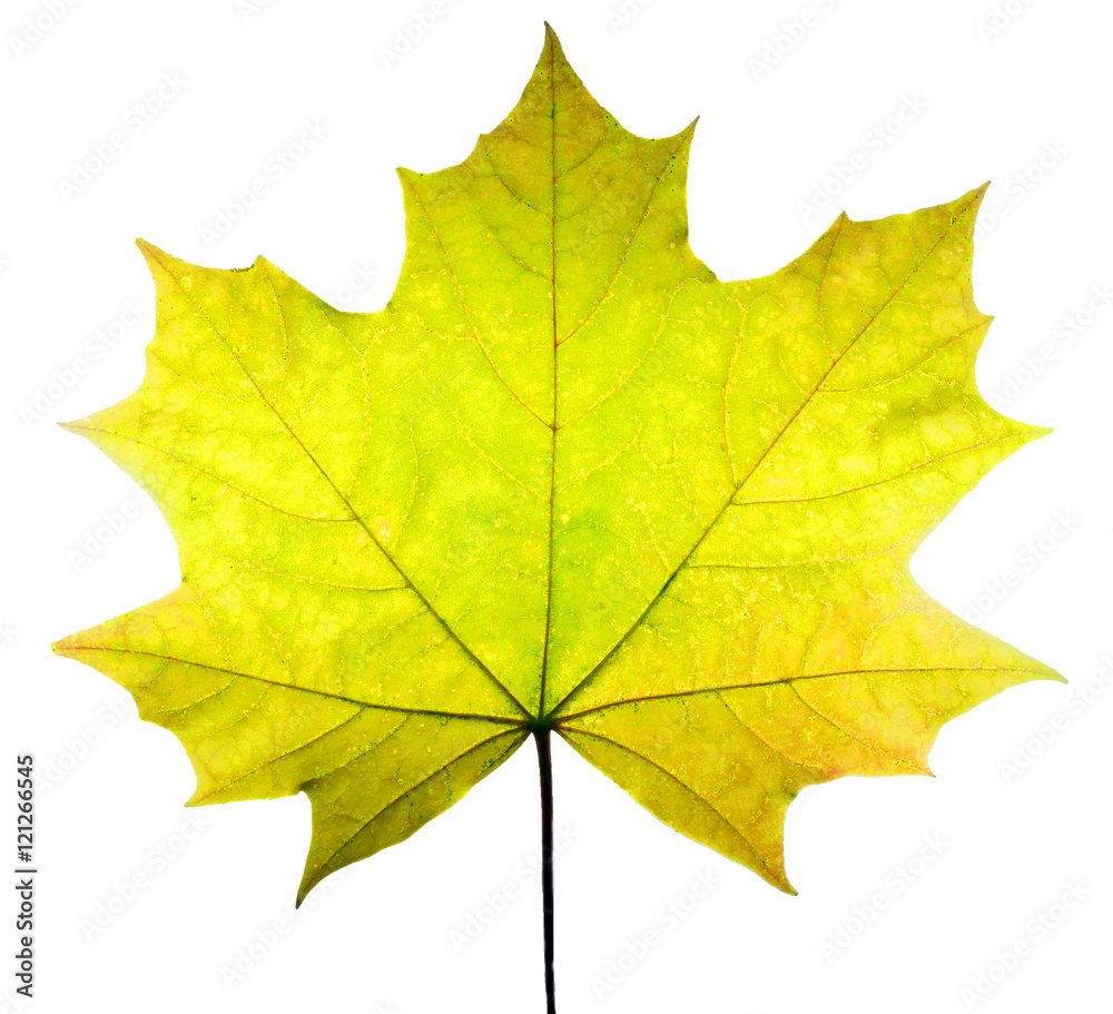 Obraz premium autumn maple leaf isolated on white background