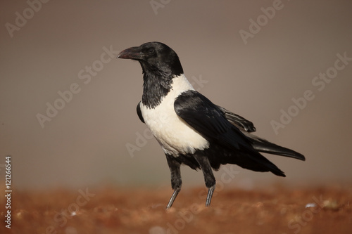Pied crow, Corvus albus photo
