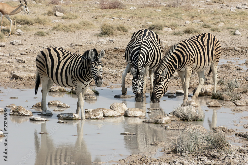 Obraz premium Plains zebra, Common zebra or Burchells zebra, Equus quagga