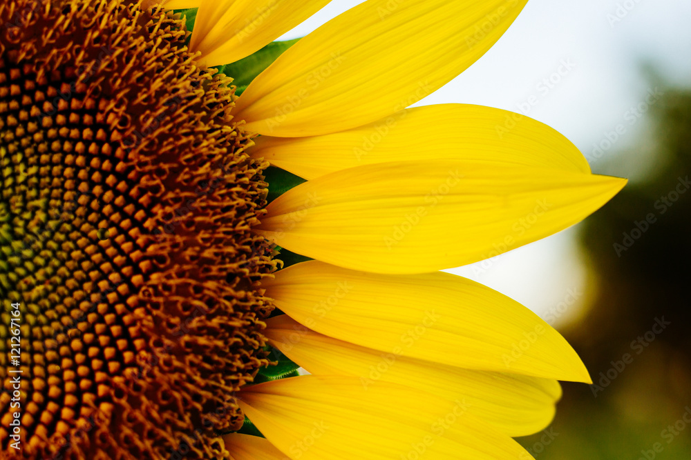 Obraz premium Half Sunflower, Close-up shot sunflower high saturation color. 