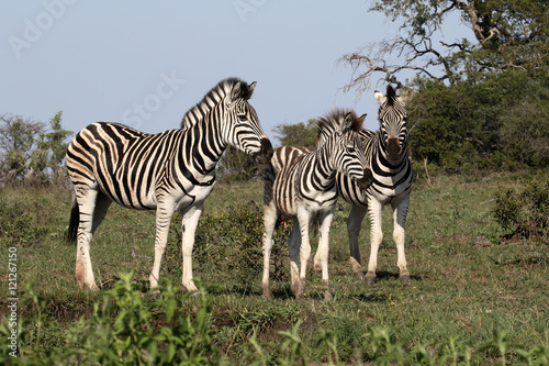 Plains zebra  Common zebra or Burchells zebra  Equus quagga