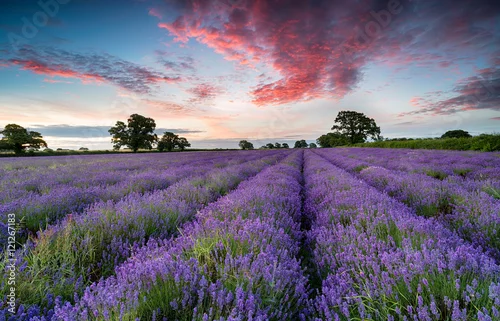 Obraz Pole lawendy na wsi w Somerset