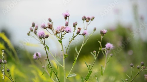 Creeping thistle or pink sow-thistle . Latin name - Cirsium arvense