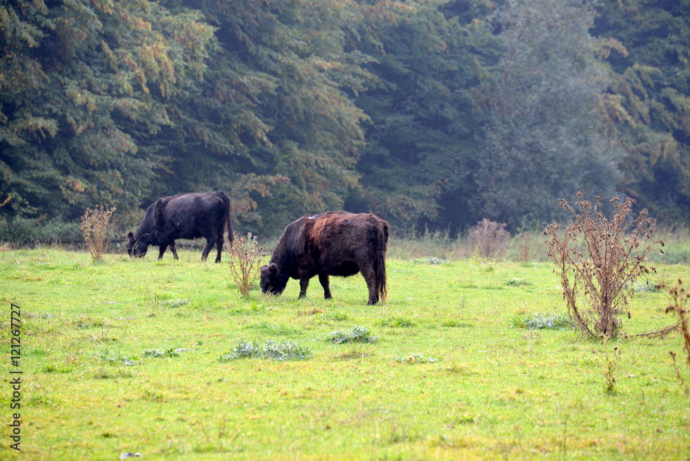 Waldweide, 2 Angusrinder auf der spätsommerlichen Weide mit Disteln Waldweide, 2 Angusrinder auf der spätsommerlichen Weide mit Disteln