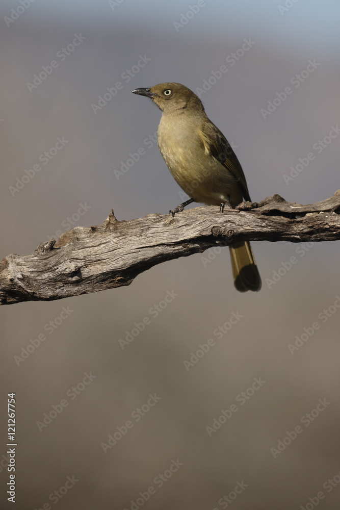 Sombre greenbul, Andropadus importunus Sombre greenbul, Andropadus importunus