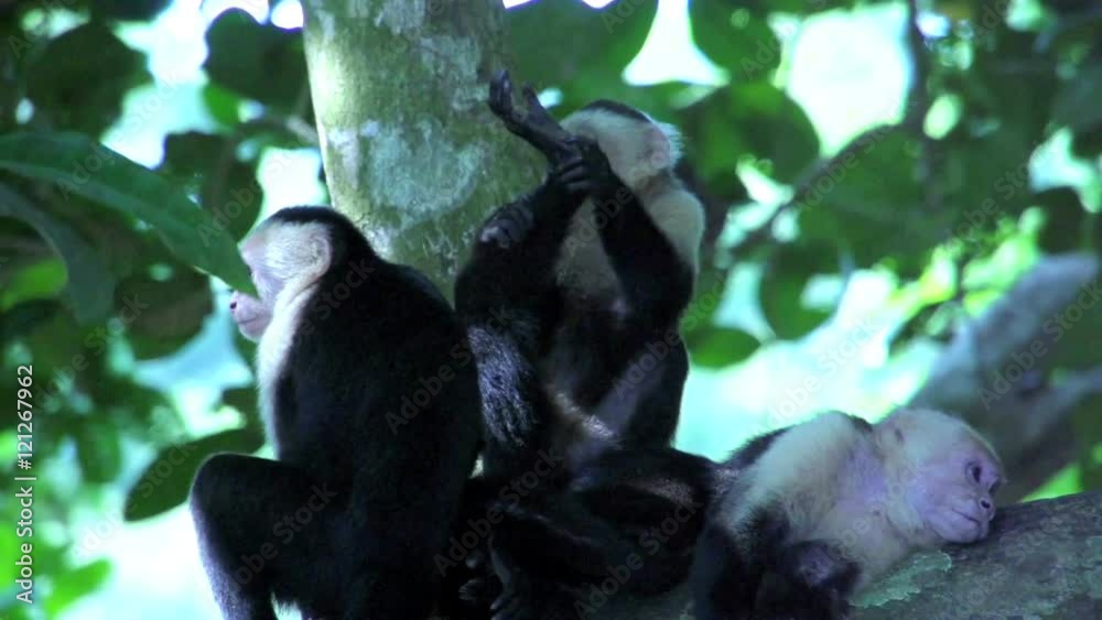 Capuchin Monkey inspecting his feed in slowmotion