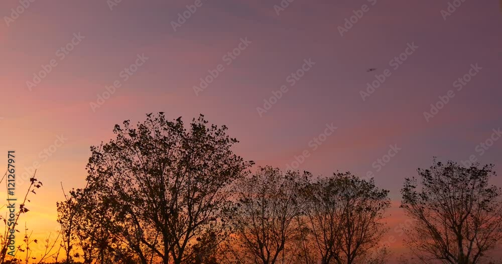 Trees and Bushes Silhouettes at the Sunset Pink Violet and Yellow Sky Evening Beautiful Autumn Landscape Colorful Cloudscape Dry Leaves Birds Are Flying Trees and Bushes Silhouettes at the Sunset Pink Violet and Yellow Sky Evening Beautiful Autumn Landscape Colorful Cloudscape Dry Leaves Birds Are Flying