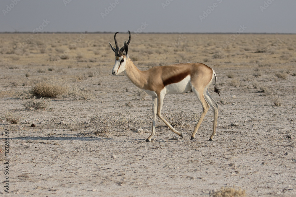 Springbok, Antidorcas marsupialis Springbok, Antidorcas marsupialis