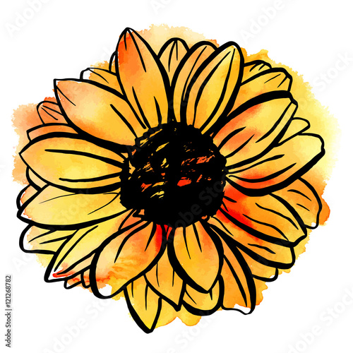 Freehand vector and watercolor drawing of yellow sunflower