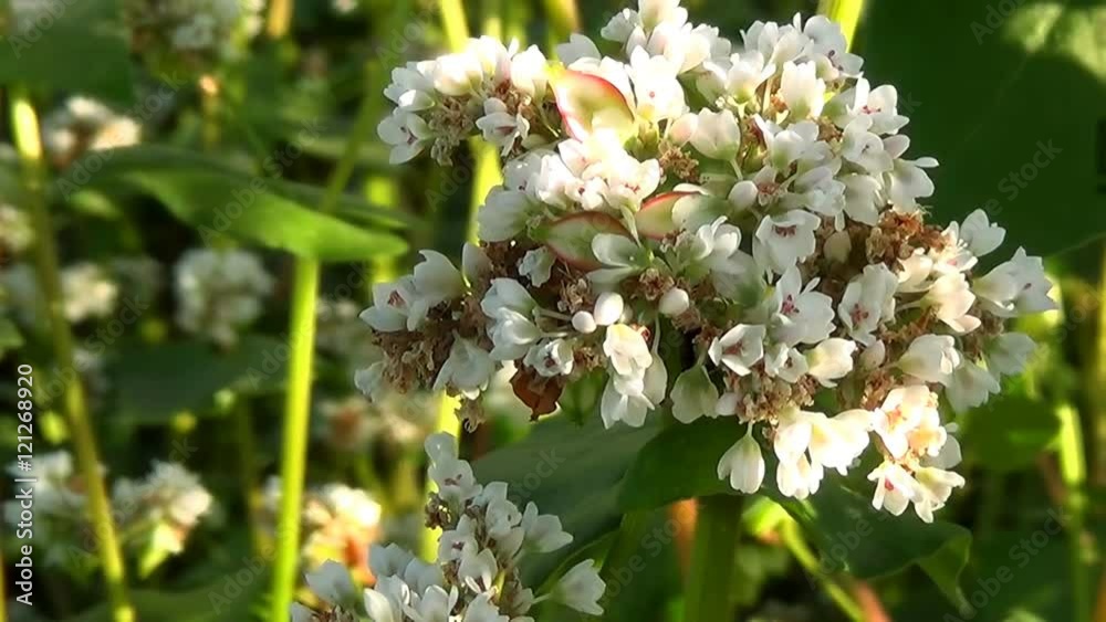 Flowers of buckwheat and buckwheat vast fields. Flowers of buckwheat and buckwheat vast fields.