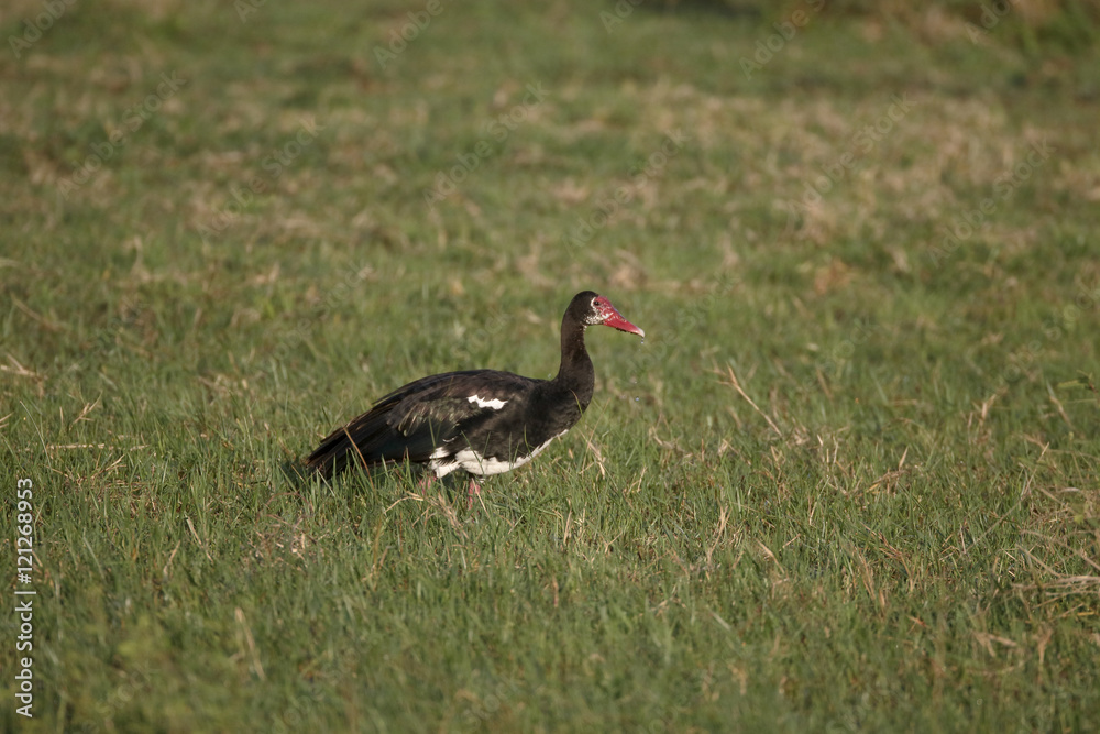 Fototapeta premium Spur-winged goose, Plectropterus gambensis