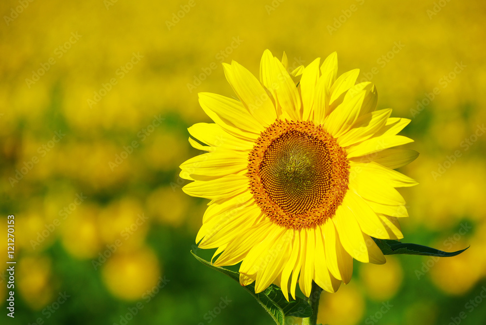 sunflower field sunflower field