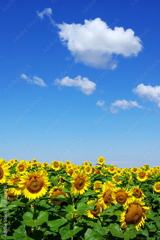 sunflower field