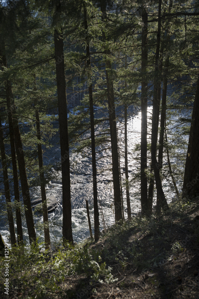 Obraz premium River flowing through forest, Pemberton, Whistler, British Colum