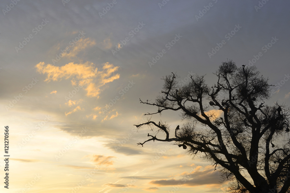 Orange sunset with tree