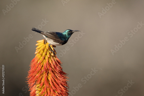 White-bellied sunbird,  Cinnyris talatala photo