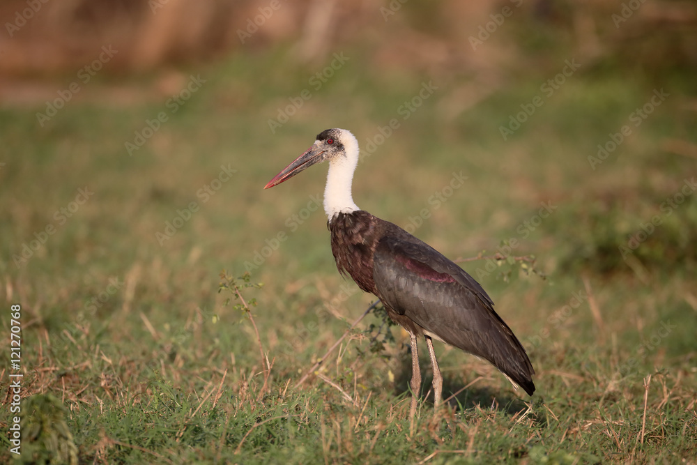 Fototapeta premium Woolly-necked stork, Ciconia episcopus