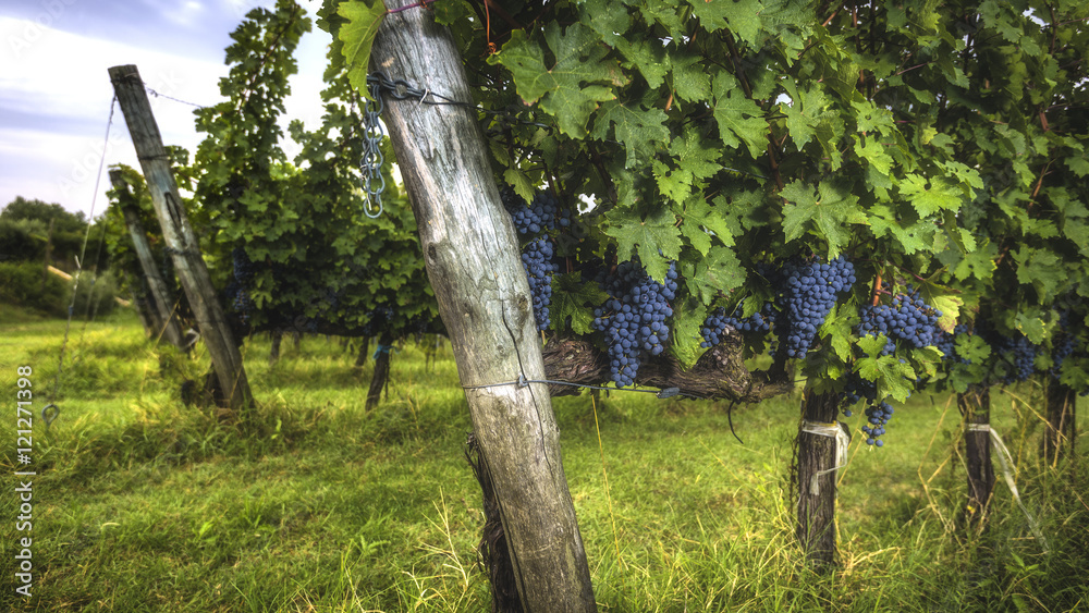 Fototapeta premium Grape harvest at the world famous and sensational taste of wine