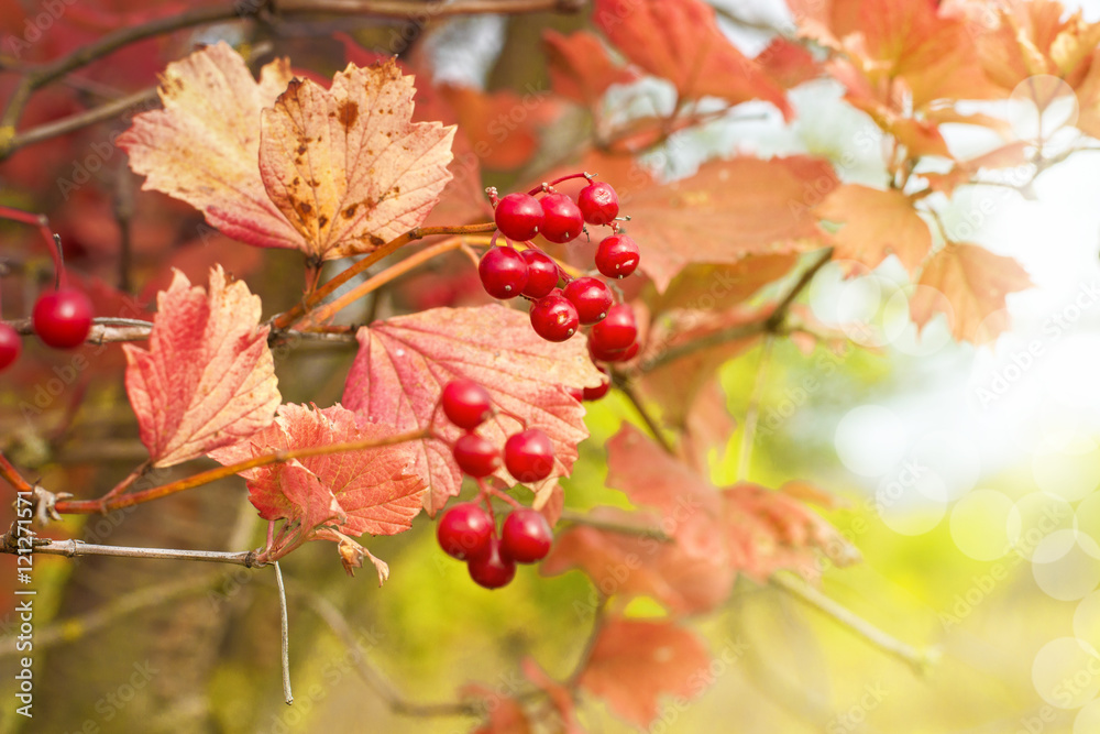 Branch of viburnum berries in the garden