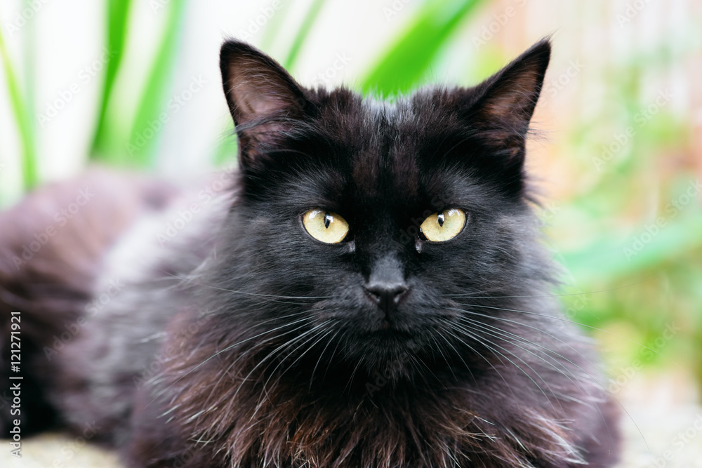 Beautiful Siberian black and brown cat closeup outdoors eye contact