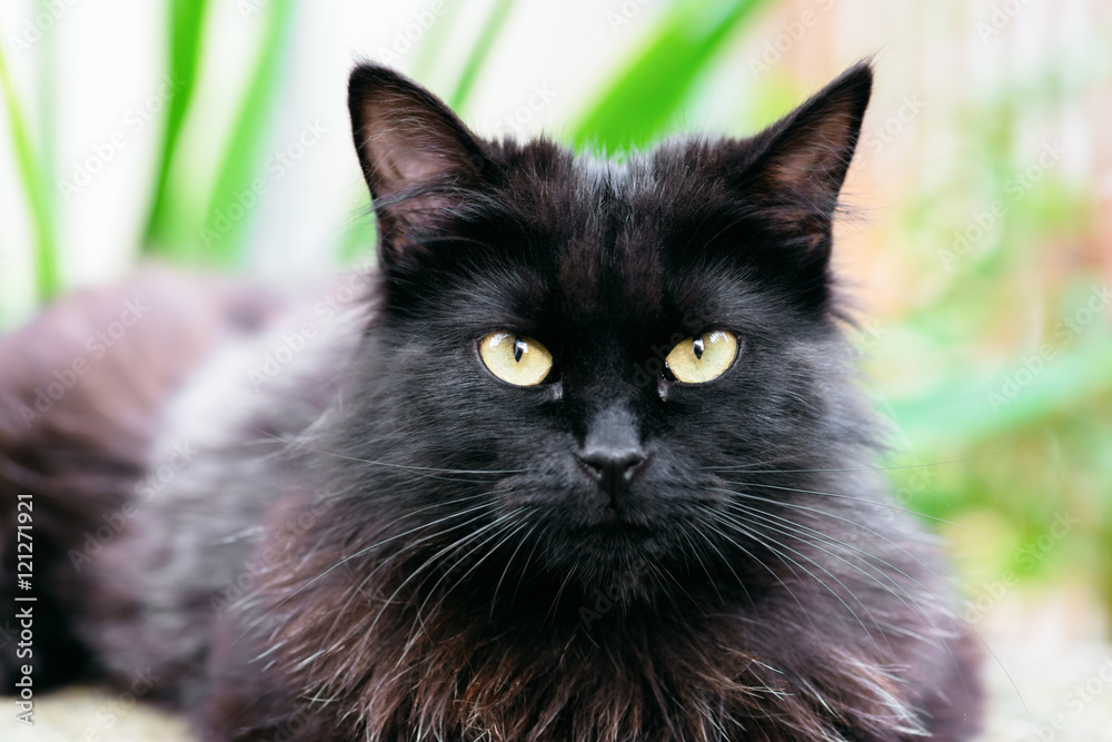 Beautiful Siberian black and brown cat closeup outdoors eye contact Beautiful Siberian black and brown cat closeup outdoors eye contact