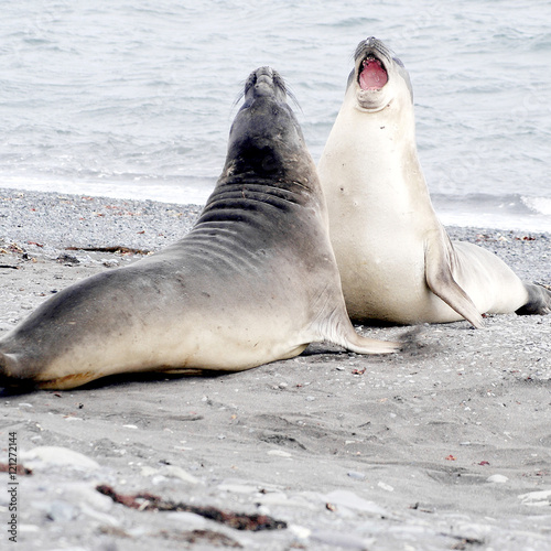 two wild seal fighting in antarctica