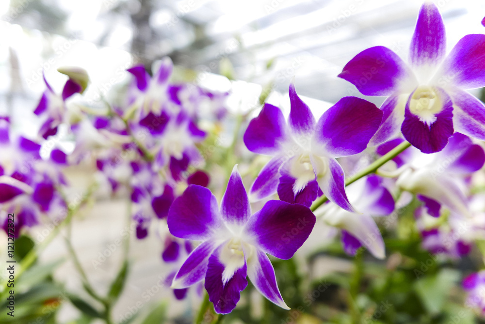 Indigenous flora of tropically beautiful orchid,naturally existing in Thailand Indigenous flora of tropically beautiful orchid,naturally existing in Thailand