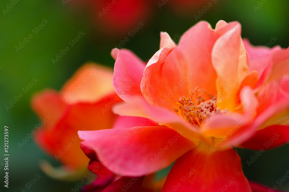 Beautiful pink yellow rose in the garden - macro shot Beautiful pink yellow rose in the garden - macro shot