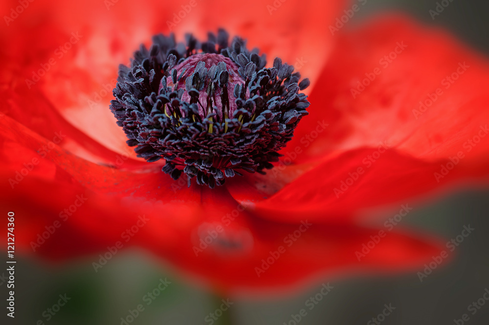 Naklejka premium Red poppy flower in bloom large petals macro shot