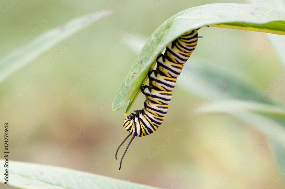 Obraz premium Monarch caterpillar eating a milkweed plant.