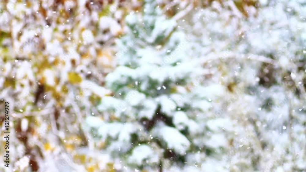 Snow covered pine tree and gentle snow falling. Flying snowflakes on pine tree. 60 fps, Slow motion Snow covered pine tree and gentle snow falling. Flying snowflakes on pine tree. 60 fps, Slow motion