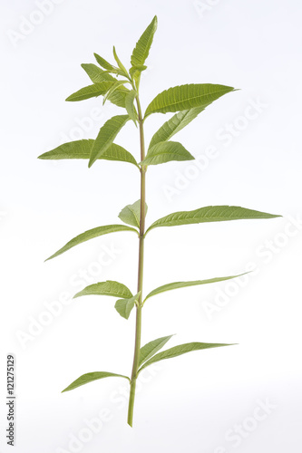 Lemon grass verbena medicinal plant