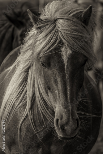 Icelandic Horse (I)