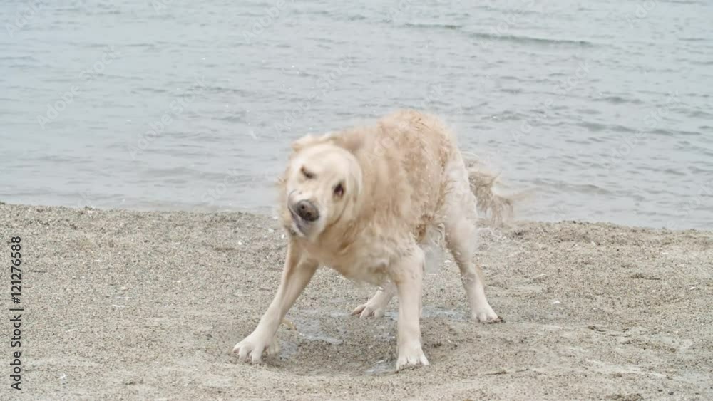 Funny golden retriever shaking off water from his fur at sandy coast in slow motion and then walking away Funny golden retriever shaking off water from his fur at sandy coast in slow motion and then walking away