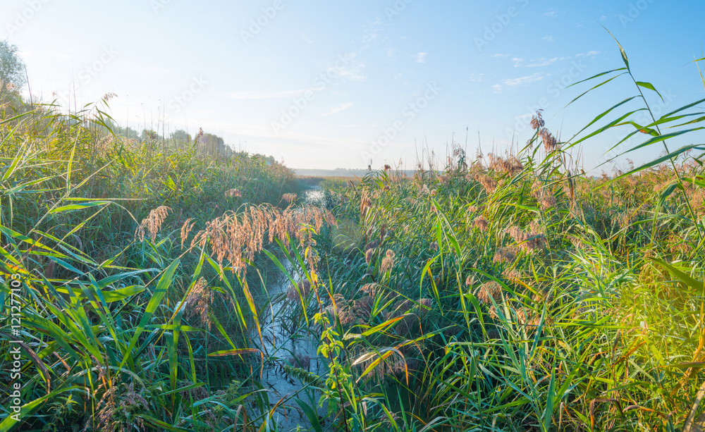 Obraz premium Shore of a lake at sunrise in summer