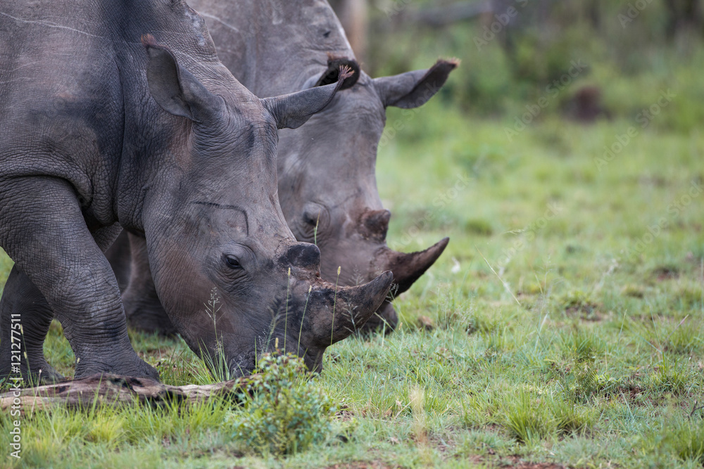 White rhinos feeding White rhinos feeding