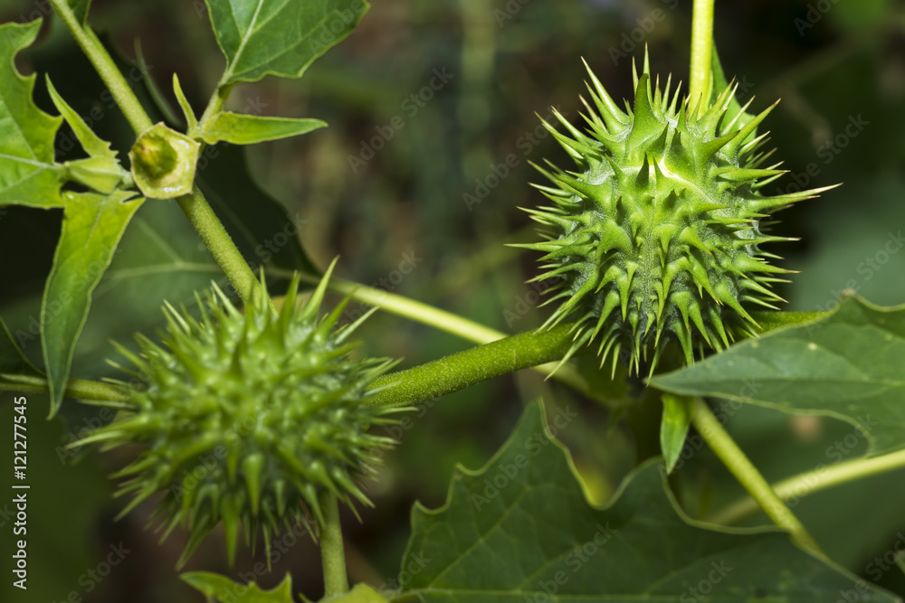 stramonium , jimson weed , dangerous plant stramonium , jimson weed , dangerous plant