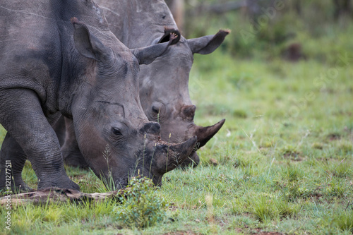 White rhinos feeding