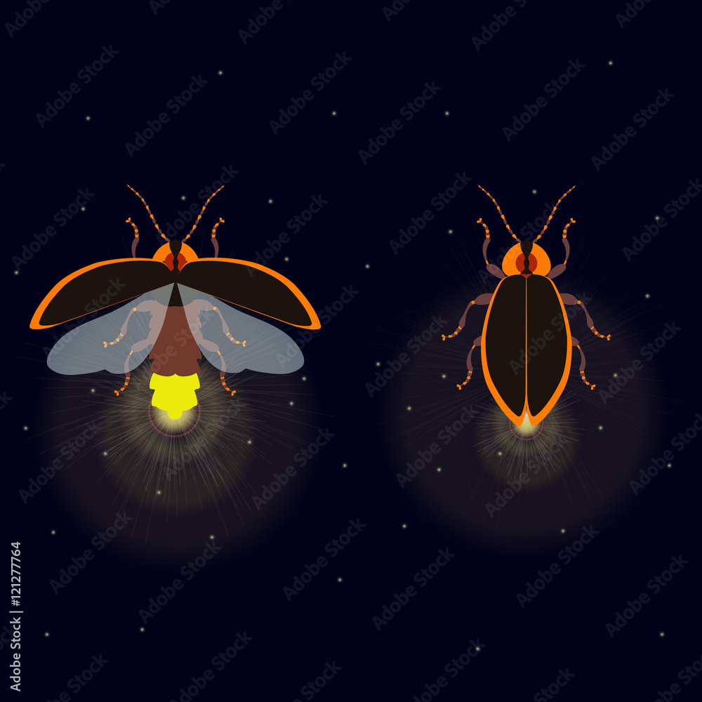Vecteur Stock Firefly bug with open and closed wings on dark background. Bug  glowworm symbol. Luminous lightning bug isolated vector illustration. Two  fireflies glowing at night. Perfect for your design. | Adobe