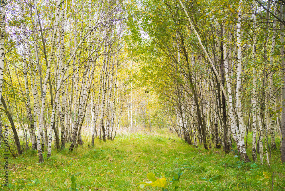Fototapeta premium Birch Grove. Rosja. Zielone liście. Zaczarowany las